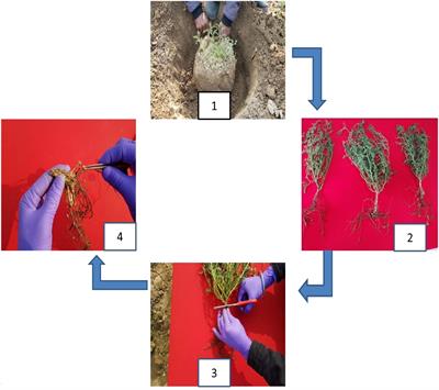 Genome-wide association mapping identifies novel SNPs for root nodulation and agronomic traits in chickpea